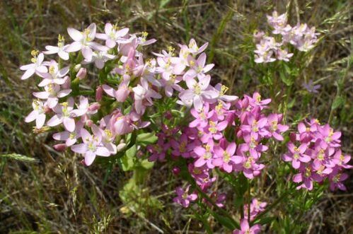 Goldenger pentru refuzul alcoolului